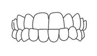 Straight teeth illustrated in side view showing proper dental alignment and bite